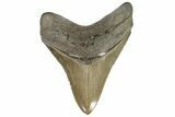 Serrated, Fossil Megalodon Tooth - Georgia #107277-1